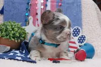 Moo-llennium crunch- blue collar , a male French Bulldog for sale in Nevada, TX – 5 of 7