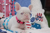 Pink Taffy - AKC - Hot Pink collar , a female French Bulldog for sale in Nevada, TX – 6 of 8