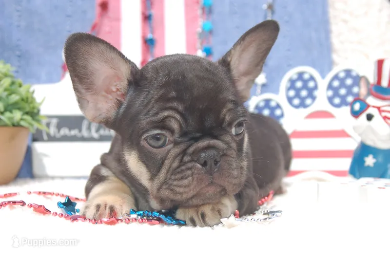 Fantasy Fudge - AKC - yellow collar – French Bulldog puppy for sale in Nevada, TX