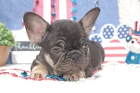 Fantasy Fudge - AKC - yellow collar, a female French Bulldog for sale in Nevada, TX – 1 of 7