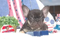Fantasy Fudge - AKC - yellow collar, a female French Bulldog for sale in Nevada, TX – 5 of 7