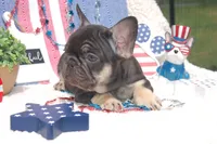 Fantasy Fudge - AKC - yellow collar, a female French Bulldog for sale in Nevada, TX – 4 of 7