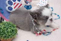 Brooke à la Mode -AKC - orange collar , a female French Bulldog for sale in Nevada, TX – 3 of 7