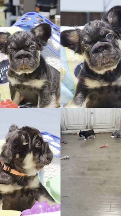 Brownie Smores AKC- orange collar, a male French Bulldog for sale in Nevada, TX – 7 of 7