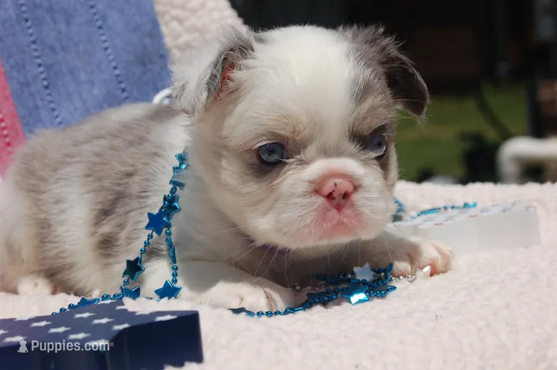 Rum Raisin - AKC- purple collar – French Bulldog puppy for sale in Nevada, TX