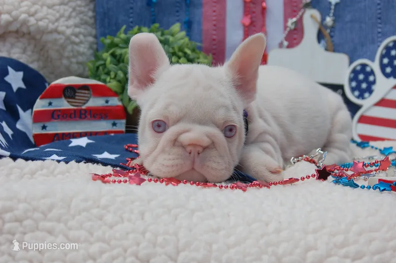 Pink Nougat AKC - Purple Collar – French Bulldog puppy for sale in Nevada, TX