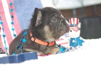 Brownie Smores AKC- orange collar, a male French Bulldog for sale in Nevada, TX – 5 of 5