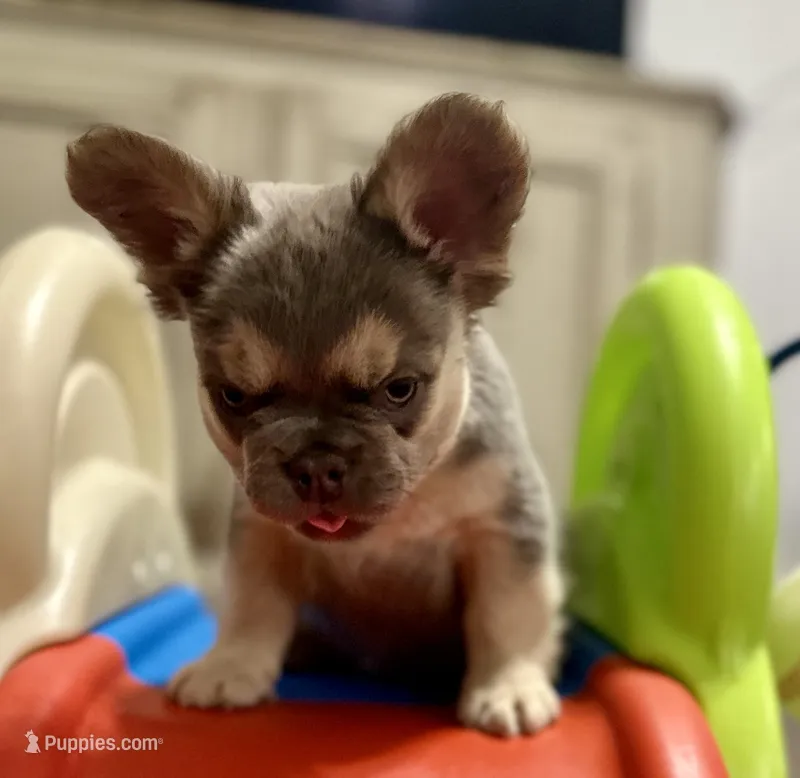 Tin Roof - AKC - red collar  – French Bulldog puppy for sale in Nevada, TX