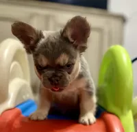 Tin Roof - AKC - red collar , a male French Bulldog for sale in Nevada, TX – 1 of 8