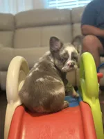 Moo-llennium crunch- blue collar , a male French Bulldog for sale in Nevada, TX – 3 of 10