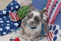 Moo-llennium crunch- blue collar , a male French Bulldog for sale in Nevada, TX – 7 of 7