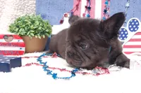 Nutella Truffles AKC - Teal Collar, a male French Bulldog for sale in Nevada, TX – 5 of 6