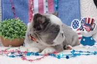Brooke à la Mode -AKC - orange collar , a female French Bulldog for sale in Nevada, TX – 6 of 7