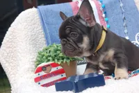 Fantasy Fudge - AKC - yellow collar, a female French Bulldog for sale in Nevada, TX – 3 of 7