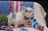 Oatmeal cream pie - AKC - yellow collar , a female French Bulldog for sale in Nevada, TX – 3 of 8