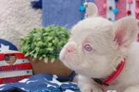 Pink Cheescake -AKC - pink collar , a female French Bulldog for sale in Nevada, TX – 6 of 9
