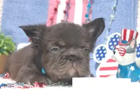 Nutella Truffles AKC - Teal Collar, a male French Bulldog for sale in Nevada, TX – 4 of 6