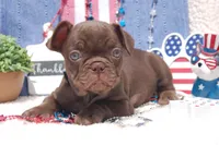 Pecan Toffee AKC- green collar, a male French Bulldog for sale in Nevada, TX – 3 of 5
