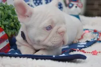 Pink Nougat AKC - Purple Collar, a male French Bulldog for sale in Nevada, TX – 2 of 6