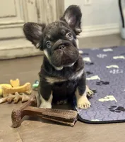 Brownie Smores AKC- orange collar, a male French Bulldog for sale in Nevada, TX – 4 of 8