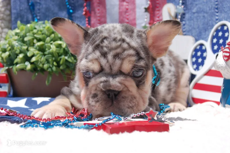Cosmic Cookie AKC  – French Bulldog puppy for sale in Nevada, TX