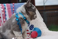 Moo-llennium crunch- blue collar , a male French Bulldog for sale in Nevada, TX – 3 of 7