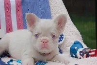 Pink Cheescake -AKC - pink collar , a female French Bulldog for sale in Nevada, TX – 8 of 9