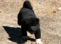 LFF1, a female Akita for sale in Anza, CA – 9 of 10