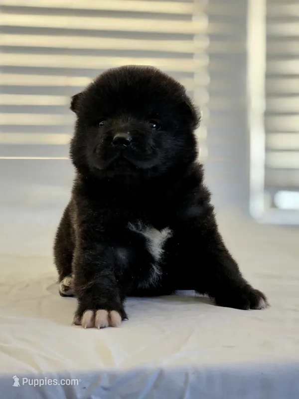 RUGER – Akita puppy for sale in Anza, CA