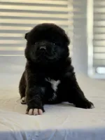 RUGER, a male Akita for sale in Anza, CA – 1 of 10