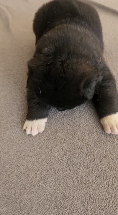 DMM1, a male Akita for sale in Anza, CA – 5 of 5