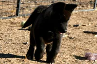 NTM1, a male Akita for sale in Anza, CA – 7 of 10