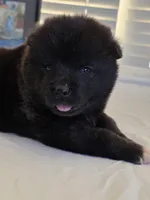 RUGER, a male Akita for sale in Anza, CA – 2 of 10