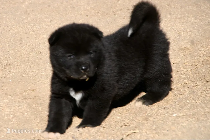 EOM3  – Akita puppy for sale in Anza, CA