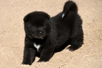 EOM3 , a male Akita for sale in Anza, CA – 1 of 10
