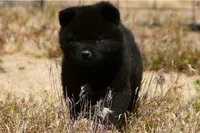 MIDNIGHT , a male Akita for sale in Anza, CA – 5 of 10