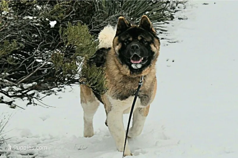 MKF1 – Akita puppy for sale in Anza, CA