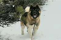 MKF1, a  Akita for sale in Anza, CA – 1 of 6