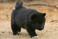 NTM1 HOLD, a male Akita for sale in Anza, CA – 4 of 7