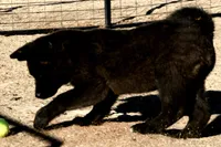 NTM1, a male Akita for sale in Anza, CA – 2 of 10