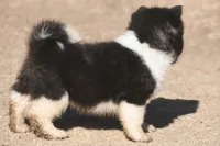 EOF0 , a male Akita for sale in Anza, CA – 6 of 10