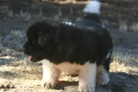 MKM2  LONG COAT, a male Akita for sale in Anza, CA – 2 of 6