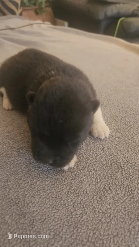 PKF2 – Akita puppy for sale in Anza, CA