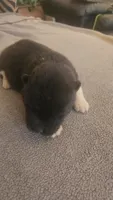 PKF2, a female Akita for sale in Anza, CA – 1 of 6