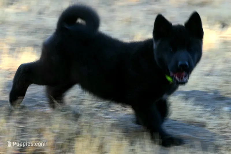 NTM1 – Akita puppy for sale in Anza, CA