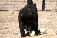 NTF1, a female Akita for sale in Anza, CA – 5 of 9