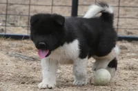 LFM1 HOLD, a male Akita for sale in Anza, CA – 2 of 7
