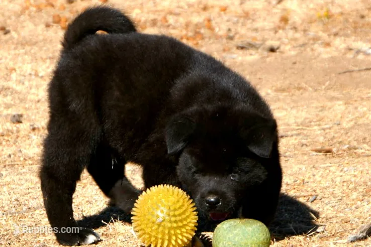EOM3  – Akita puppy for sale in Anza, CA