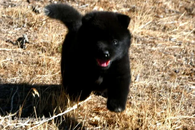PKF1 – Akita puppy for sale in Anza, CA