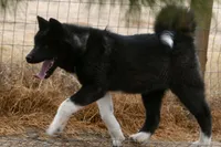 WMF3, a female Akita for sale in Anza, CA – 2 of 10